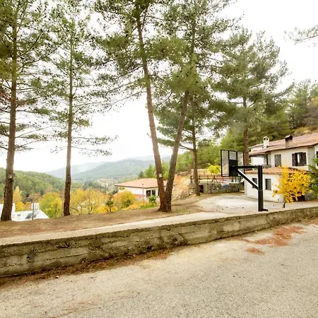 The Cosy Pine